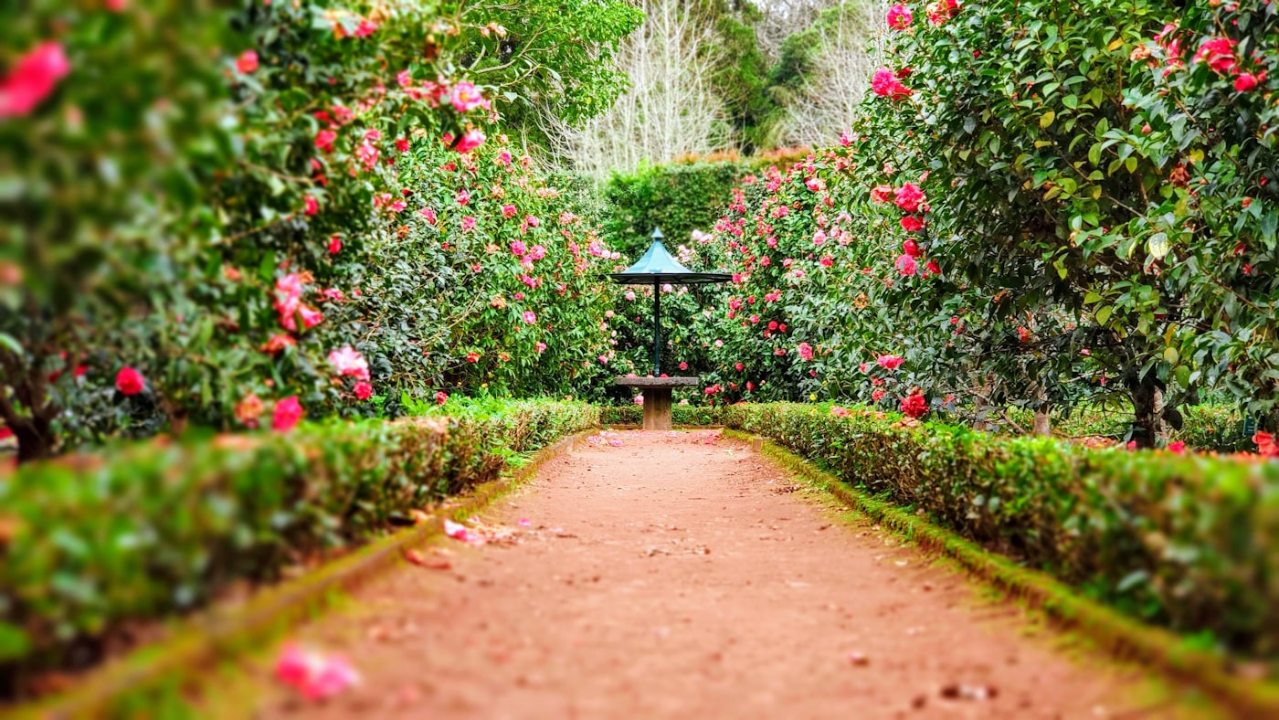 A secluded garden path between flowering hedges